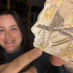 Pesquisadores descobrem esporos raros em fósseis mais antigos que os dinossauros.