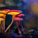 Cogumelos desenvolveram psicodélicos duas vezes, intrigando pesquisadores