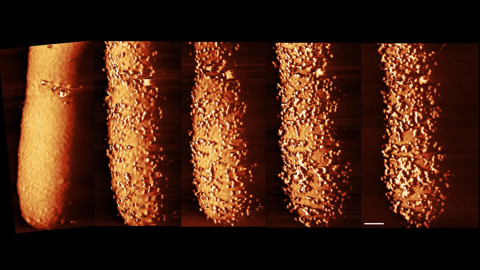 Imagens impressionantes mostram como antibióticos destroem defesas bacterianas.