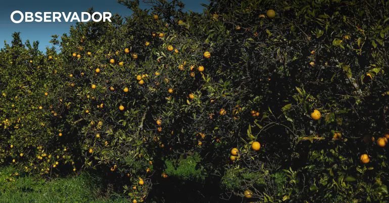 Citricultura algarvia impulsiona a globalização da Denominação de Origem Portuguesa em quatro nações