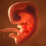 A forma inesperada como o metabolismo regula o desenvolvimento embrionário