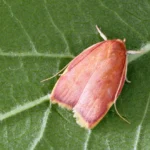 Esta mariposa colorida enganou pesquisadores por décadas.