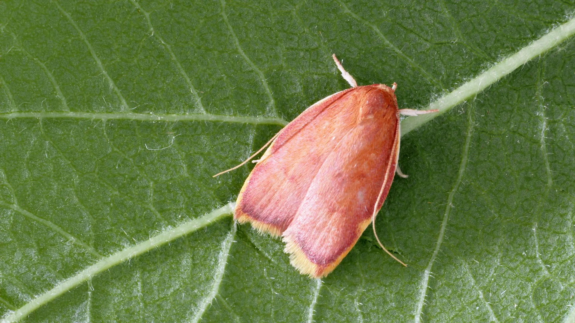 Esta mariposa colorida enganou pesquisadores por décadas.