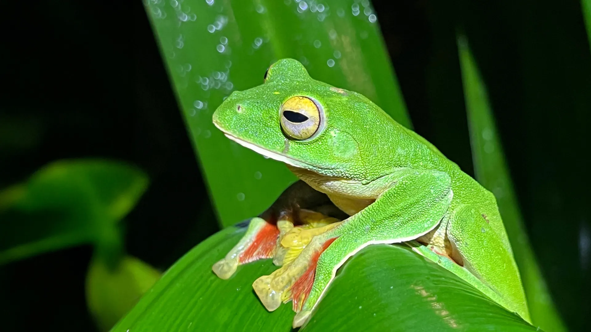 Pesquisadores descobriram uma reviravolta inesperada na narrativa de extinção da Terra.