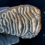 Dentes de mamute lanoso revelam o mais antigo DNA microbiano do planeta