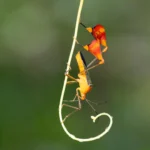 O que parece ser uma dança é, na verdade, uma estratégia de sobrevivência de insetos.