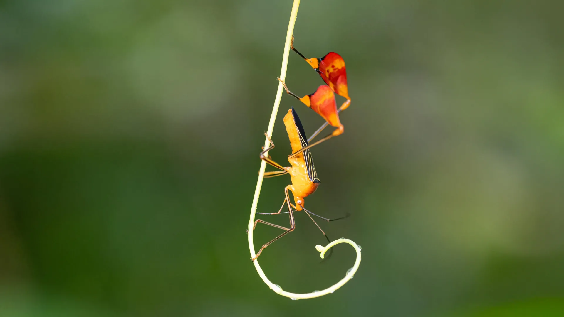 O que parece ser uma dança é, na verdade, uma estratégia de sobrevivência de insetos.