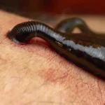 Antes de se alimentarem de sangue, os sanguessugas eram predadores marinhos.