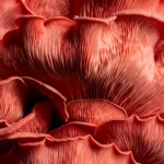 O reinado bilionário dos fungos que antecedeu as plantas e tornou a Terra habitável