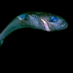 Dos gigantes suaves aos caçadores fantasmagóricos, tubarões enfrentam um perigo invisível.