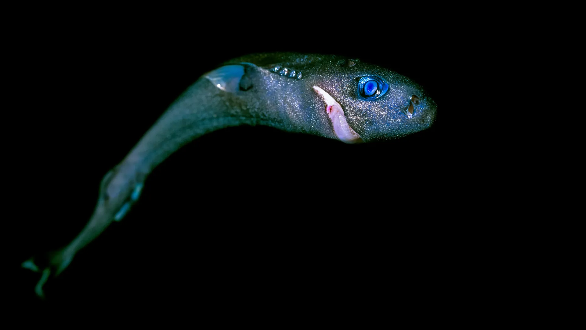 Dos gigantes suaves aos caçadores fantasmagóricos, tubarões enfrentam um perigo invisível.