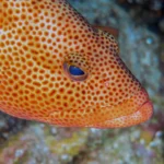 Twelve Years of Fish Heartballads Unveil an Unexpected Transition in Portuguese