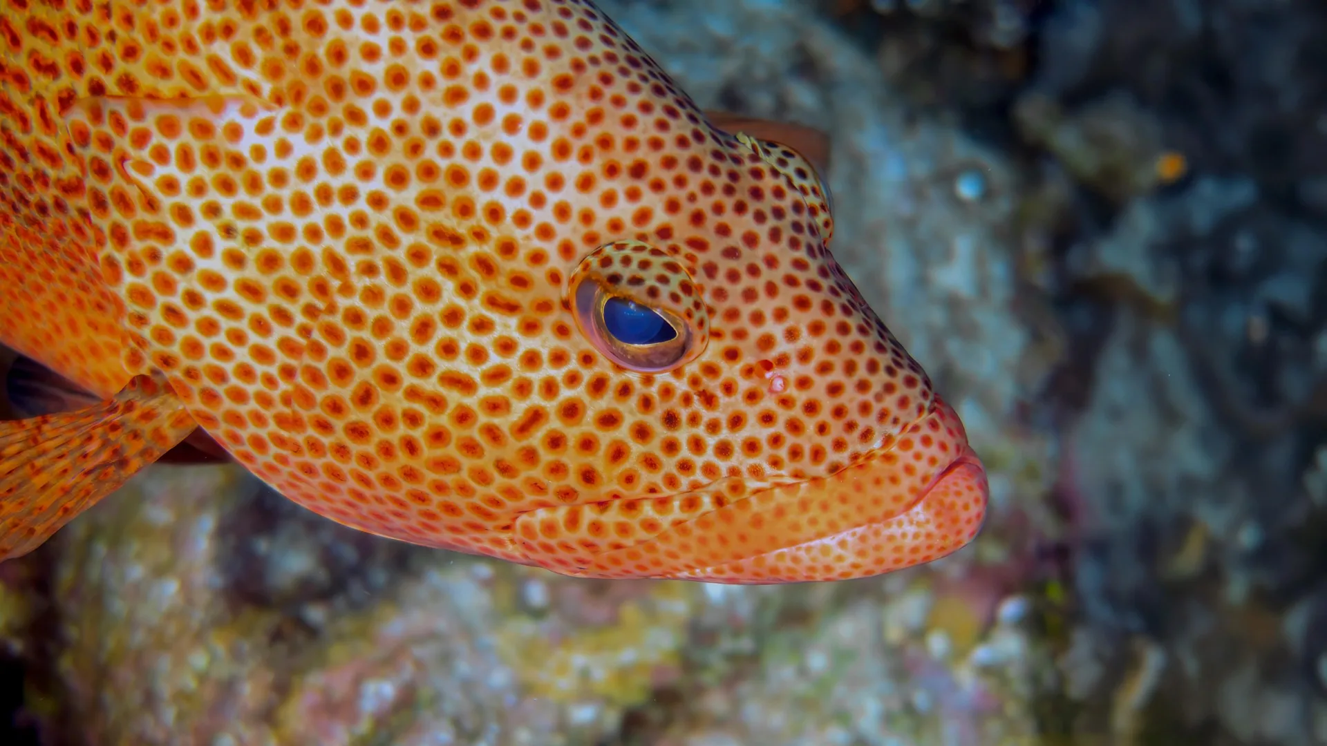 Twelve Years of Fish Heartballads Unveil an Unexpected Transition in Portuguese