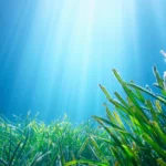 Plâncton Marinho Revela-se uma Potente Esponja de Carbono com uma Fragilidade Surpreendente