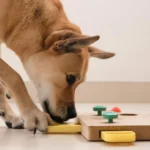 Cães conseguem entender como brinquedos funcionam sem qualquer instrução.