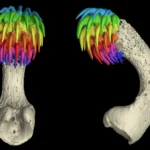 Tubarões-fantasma desenvolvem dentes na cabeça para reproduzir-se