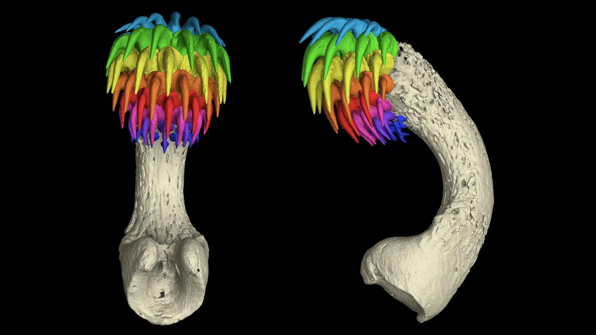 Tubarões-fantasma desenvolvem dentes na cabeça para reproduzir-se