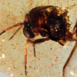 Pesquisadores descobrem uma cápsula do tempo de 112 milhões de anos repleta de insetos ancestrais