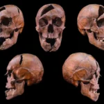 A Ciência Decifra um Assassinato Real de 700 Anos atrás