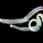 Um parasita de 480 milhões de anos ainda afeta ostras atualmente