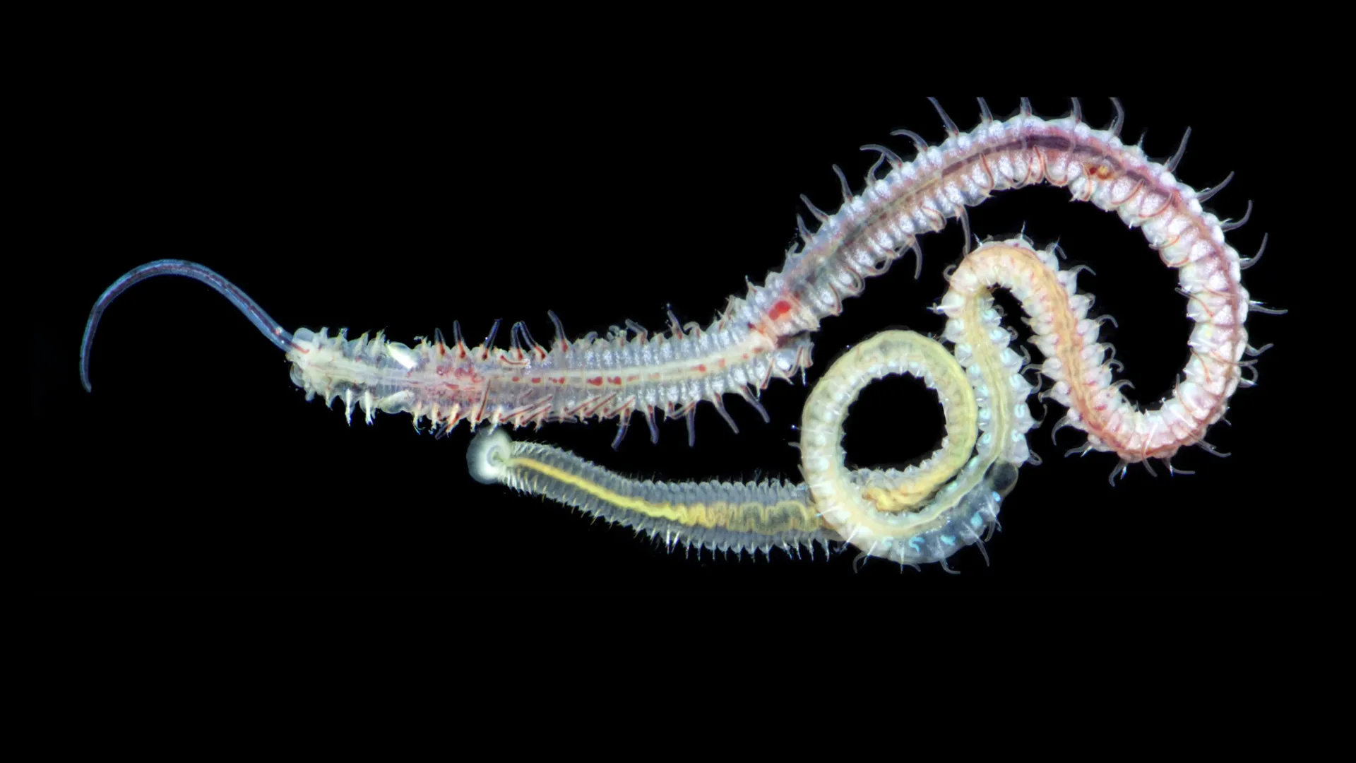 Um parasita de 480 milhões de anos ainda afeta ostras atualmente