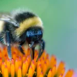 Cientistas surpresos ao descobrir que abelhas-bombas conseguem interpretar “código Morse” simples