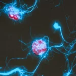 Açúcares Luminosos Revelam como Microrganismos Consomem o Carbono do Oceano