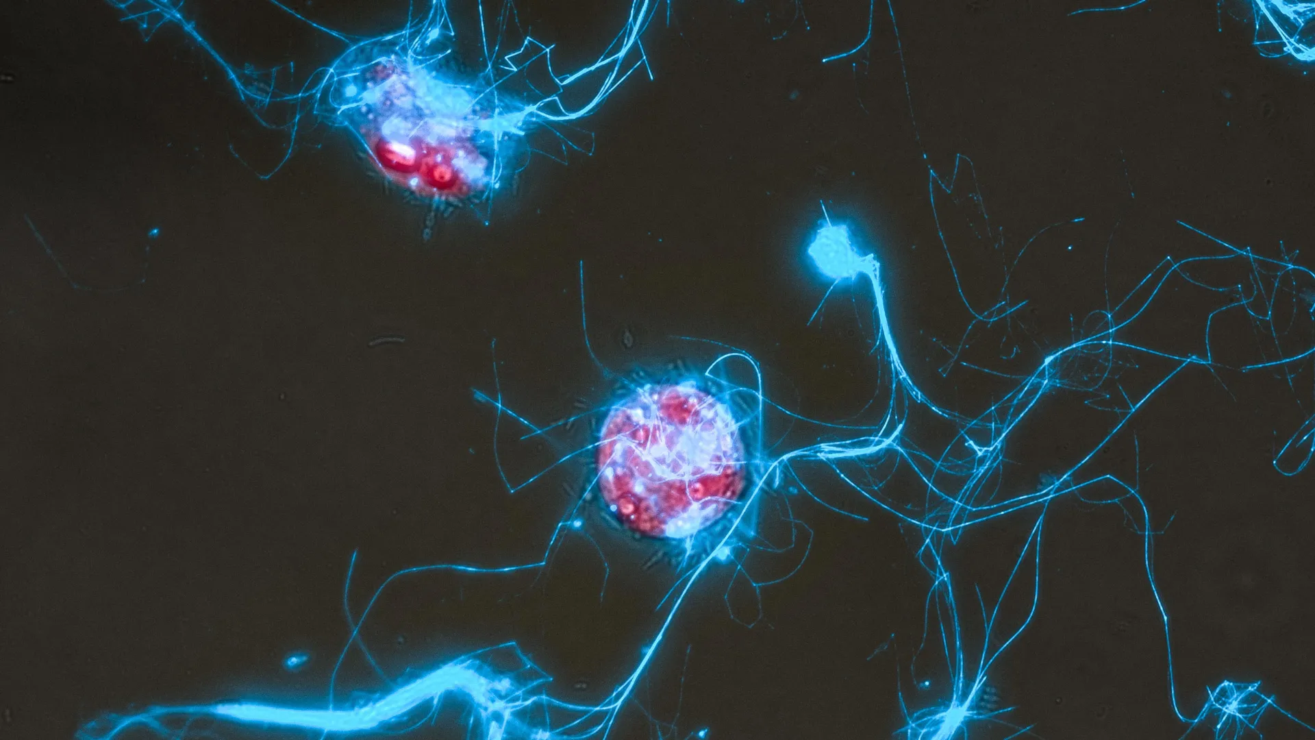 Açúcares Luminosos Revelam como Microrganismos Consomem o Carbono do Oceano