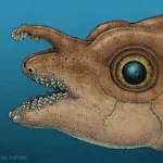 Cientistas descobriram dentes verdadeiros crescendo na cabeça de um peixe.