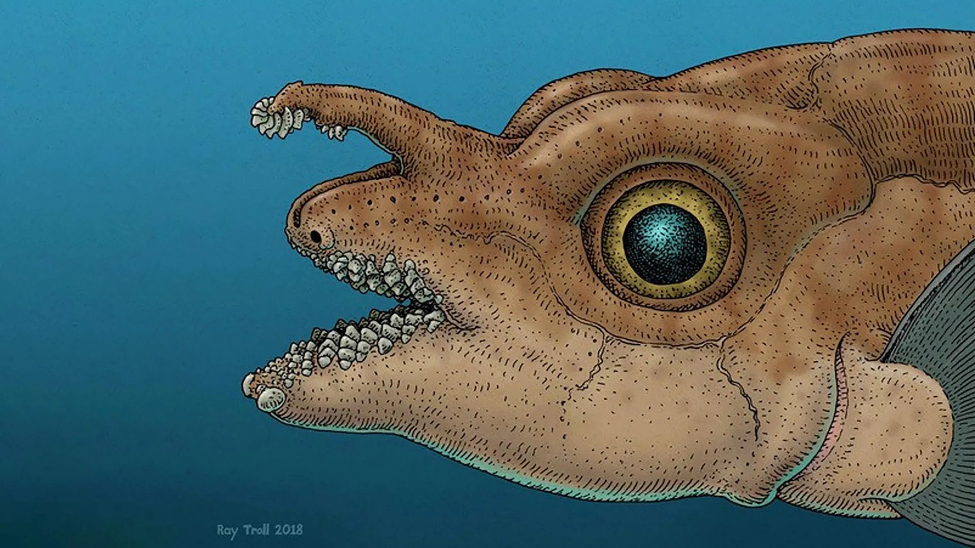 Cientistas descobriram dentes verdadeiros crescendo na cabeça de um peixe.