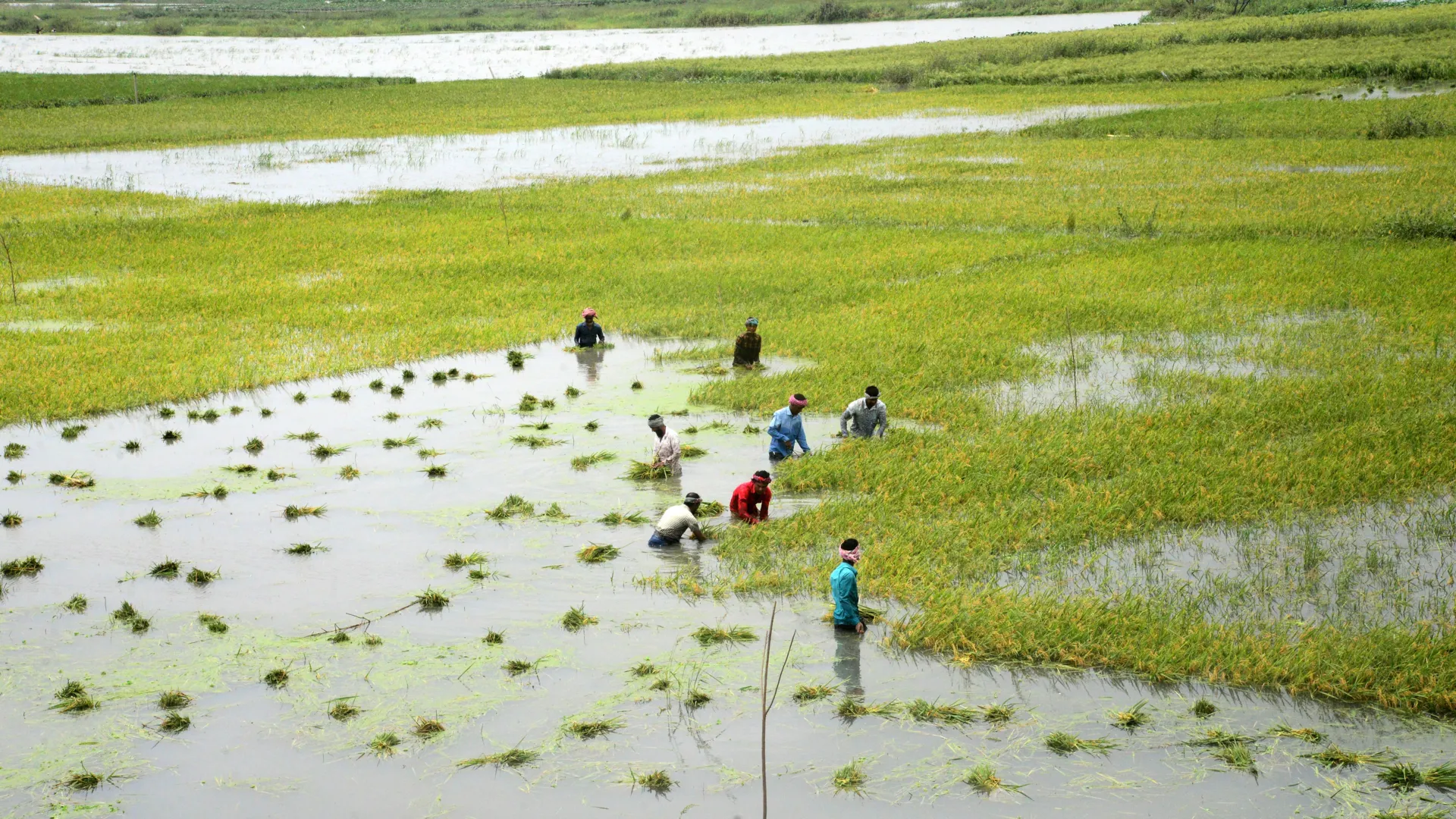 Inundações extremas estão reduzindo rendimentos globais de arroz mais rápido do que previsto.