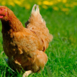 Pesquisa revela a realidade encoberta por trás dos rótulos de ovos de galinhas “livres em pasto