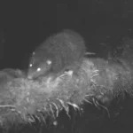 Rato Gigante ‘Desaparecido’ Encontro Vivo nas Montanhas de Papua Após Três Décadas