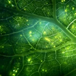 O Enigma da Fotossíntese, Resolvido Após Décadas de Mistério