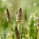 Uma planta de 400 milhões de anos gera água tão estranha que parece extraterrestre.