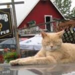 O felino que foi ‘prefeito’ por duas décadas: a narrativa verídica de ‘Stubbs’, o gato que liderou uma comunidade do Alasca.