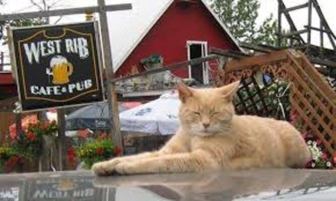 O felino que foi ‘prefeito’ por duas décadas: a narrativa verídica de ‘Stubbs’, o gato que liderou uma comunidade do Alasca.