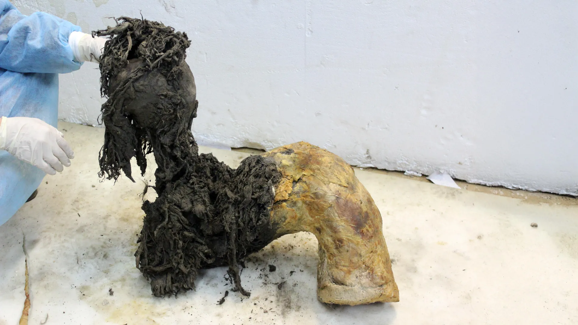 Cientistas resgatam RNA de mamute com 40 mil anos ainda repleto de pistas