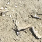 Humanos primitivos na Itália esquartejavam elefantes e criavam utensílios a partir de seus ossos.