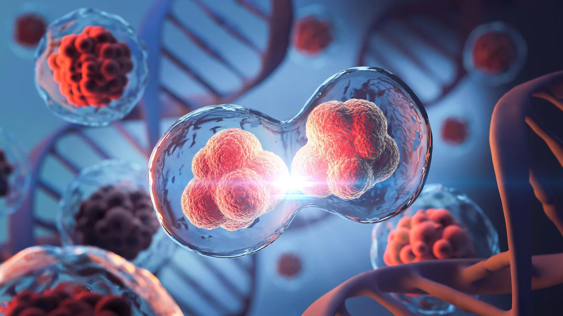 Cientistas do MIT desvendam laços 3D ocultos do genoma que persistem na divisão celular.