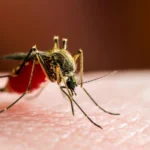 Milhares adoecem à medida que a febre dos mosquitos se intensifica no sul da China.