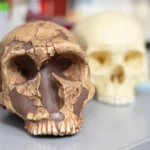 De veneno a força: Como a exposição ao chumbo moldou a inteligência humana