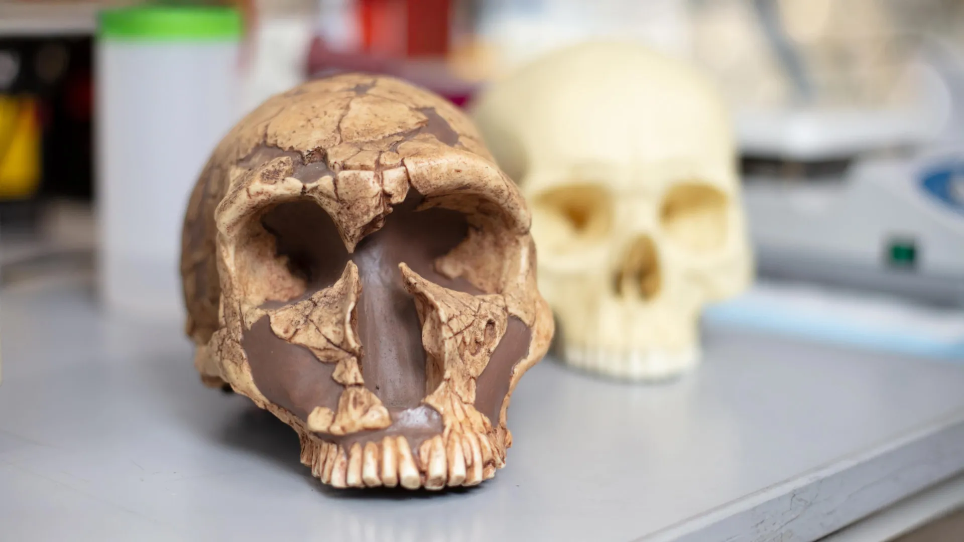 De veneno a força: Como a exposição ao chumbo moldou a inteligência humana