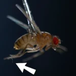 Este minúsculo verme utiliza eletricidade estática para capturar insetos voadores.