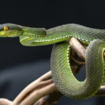 A urina de serpente pode desvendar a solução para eliminar a dor da gota e os cálculos renais.