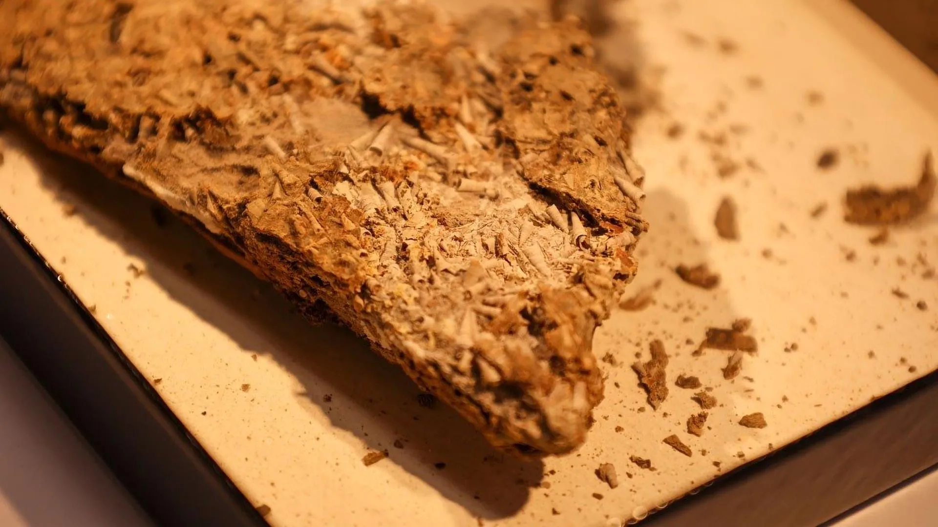 Um fóssil de 540 milhões de anos está reescrevendo a evolução.