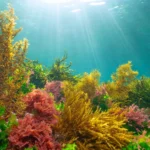 Como as algas descobriram a maneira de aproveitar o sol sem se queimar