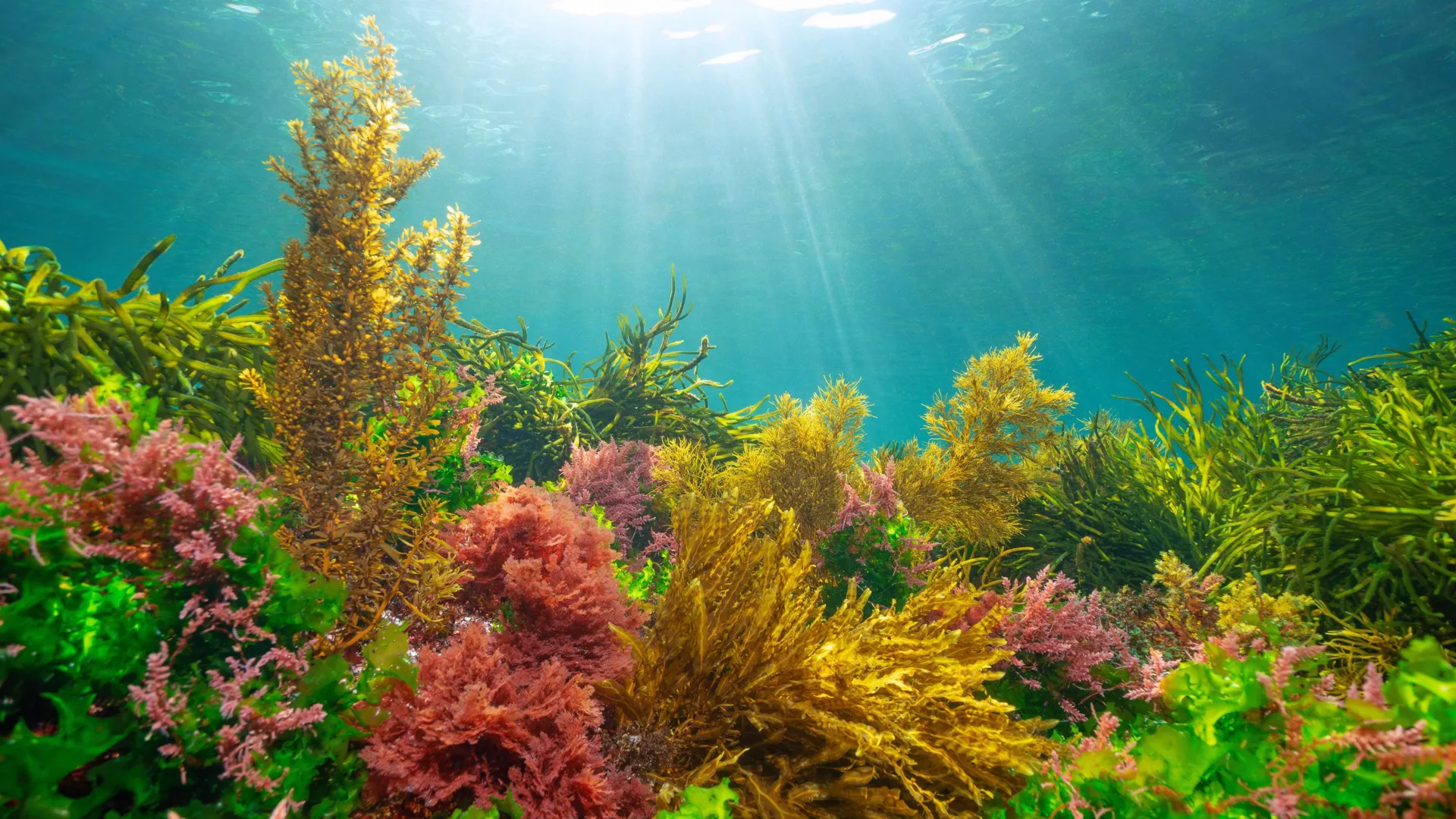 Como as algas descobriram a maneira de aproveitar o sol sem se queimar