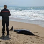 Os golfinhos podem estar desenvolvendo Alzheimer devido a florescências tóxicas do oceano.