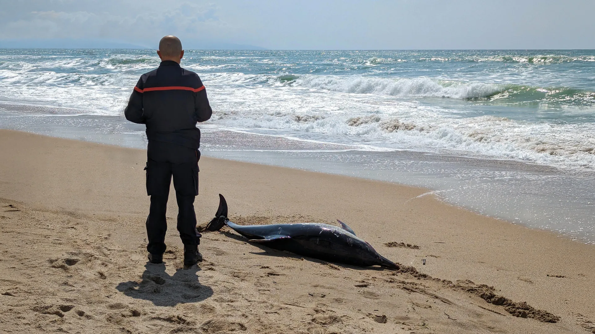 Os golfinhos podem estar desenvolvendo Alzheimer devido a florescências tóxicas do oceano.